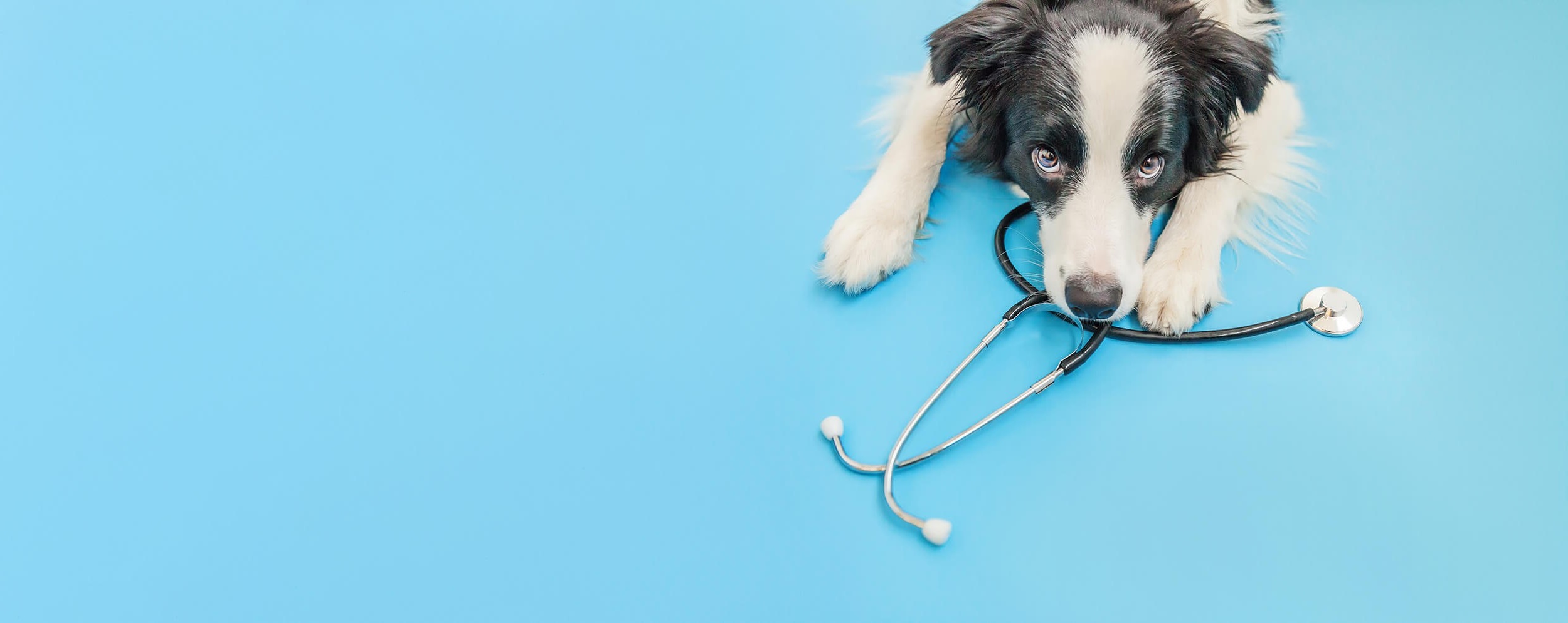 Find a Practice | Vetsure Pet Health Plan